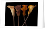 Four calla lilies by Assaf Frank